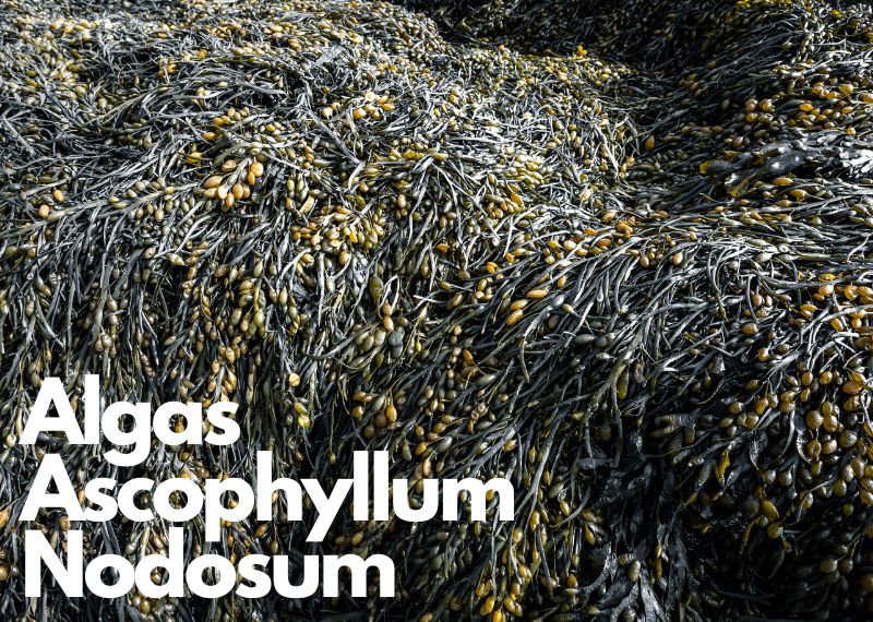 Algas Ascophyllum Nodosum