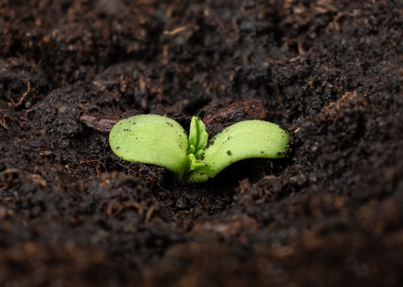 Conclusión Germinación