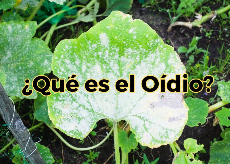 Qué es el Oidio