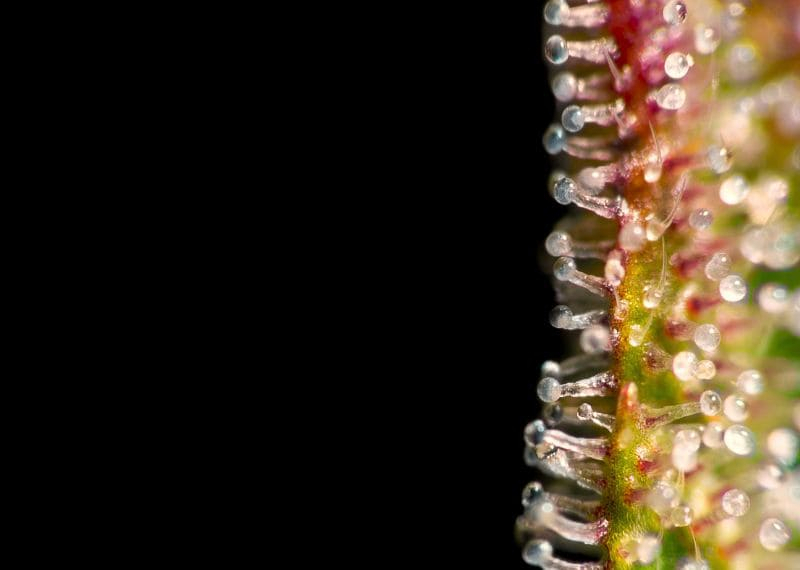 Mejores autoflorecientes 2026