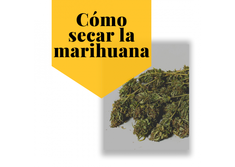 Cómo secar la marihuana