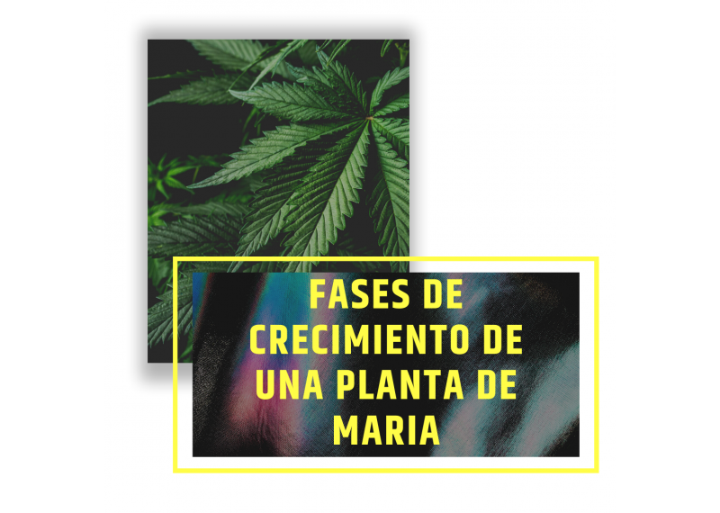 Fases de crecimiento de una planta de maria