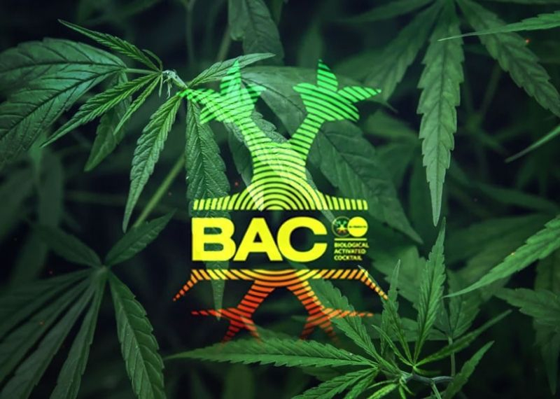Tabla Cultivo BAC 2025