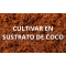 Cultivar marihuana en sustrato de coco