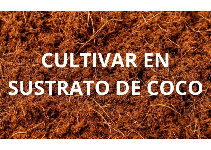 Cultivar marihuana en sustrato de coco