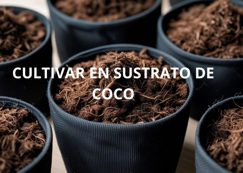 Cultivar marihuana en coco