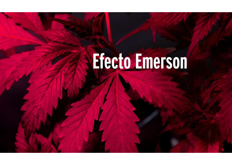 ¿Qué es el efecto Emerson?