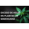 Exceso de agua plantas cannabis