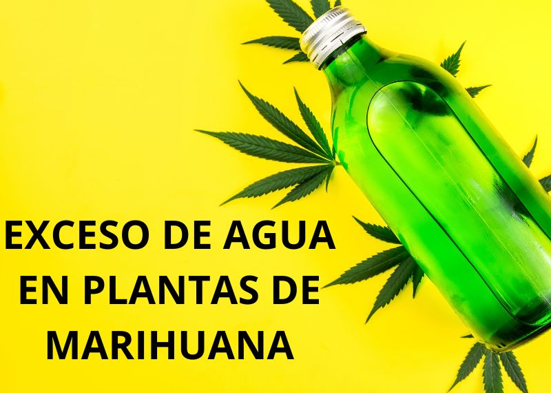 Exceso de agua plantas cannabis