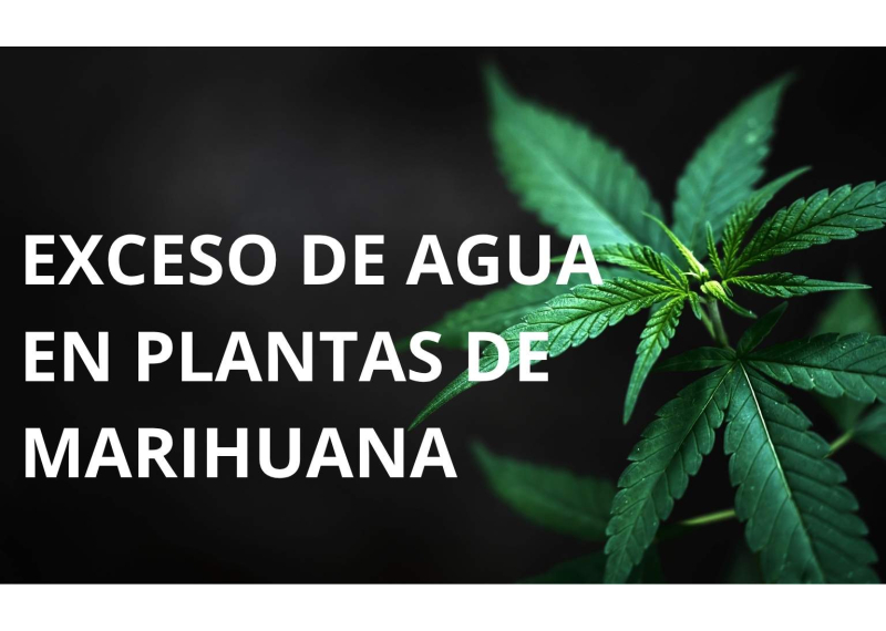 Exceso de agua plantas