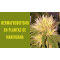 Hermafroditismo en Plantas de Cannabis
