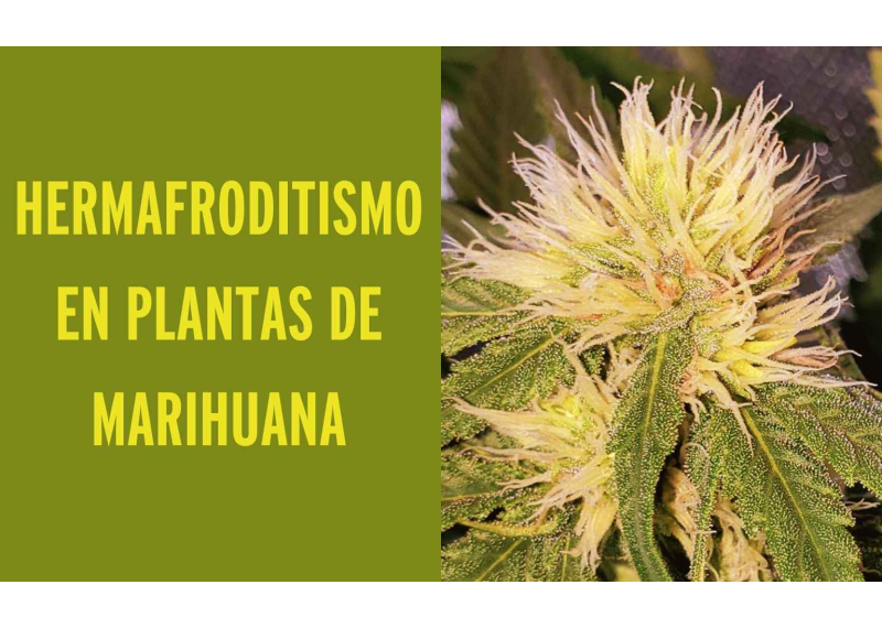 Hermafroditismo en Plantas de Marihuana