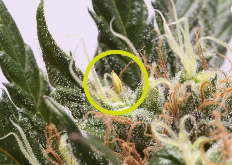 Hermafroditismo en Plantas de Cannabis