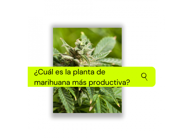 cual es la planta de marihuana mas productiva