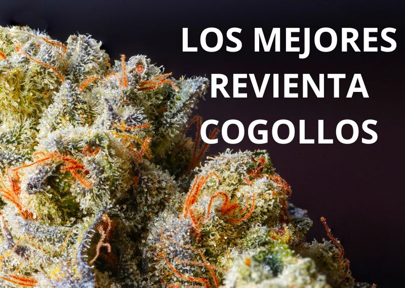 Revienta cogollos img