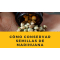 Como conservar semillas de marihuana