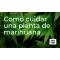 como cuidar una planta de marihuana