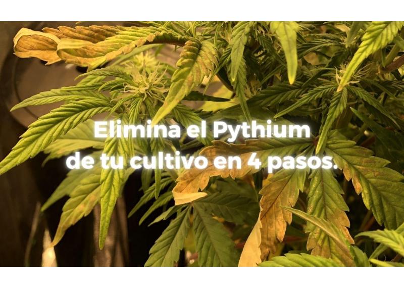 Cómo combatir el Pythium