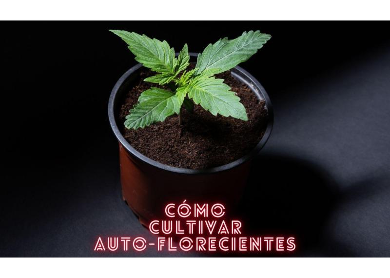 Cómo cultivar autoflorecientes