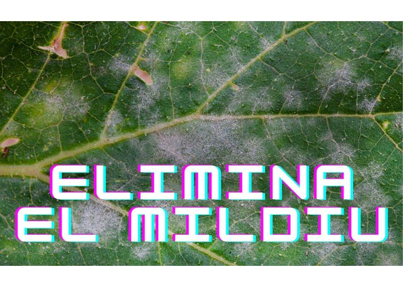 Cómo eliminar el Mildiu