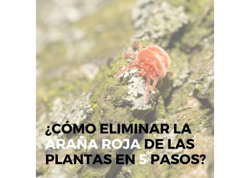 Cómo Eliminar la Araña Roja de las Plantas en 5 Pasos