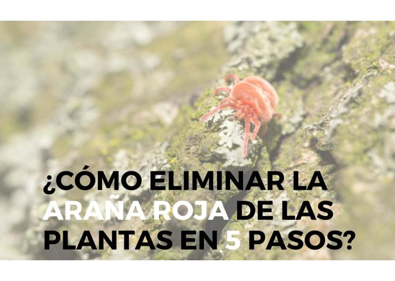 Cómo Eliminar la Araña Roja de las Plantas en 5 Pasos