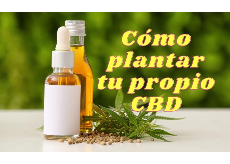 Cómo plantar y cultivar CBD