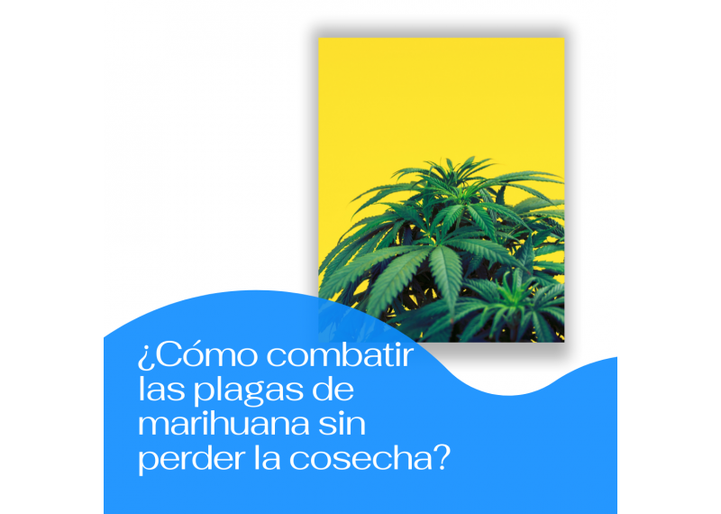 Como combatir plagas de marihuana