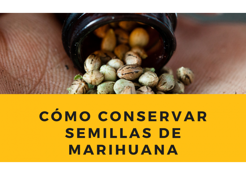 Como conservar semillas de marihuana