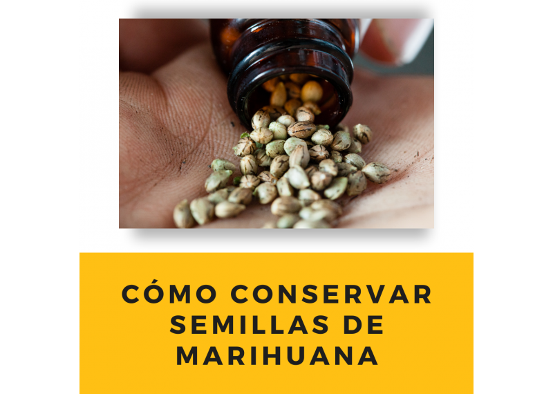 Como conservar semillas de marihuana