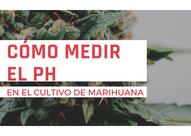 ¿Cómo medir el pH en el cultivo de marihuana?