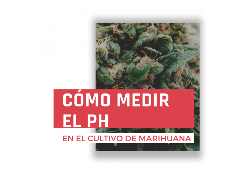 ¿Cómo medir el pH en el cultivo de marihuana?