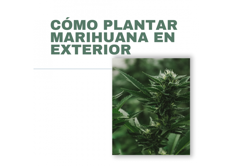 como plantar marihuana en exterior