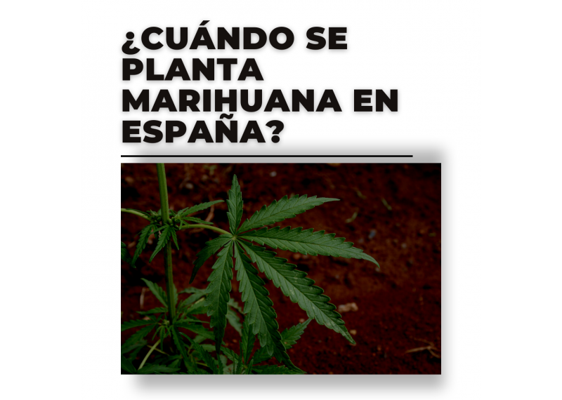 cuando se planta marihuana en exterior en españa