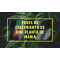 Cuanto tiempo tarda en crecer una planta de marihuana