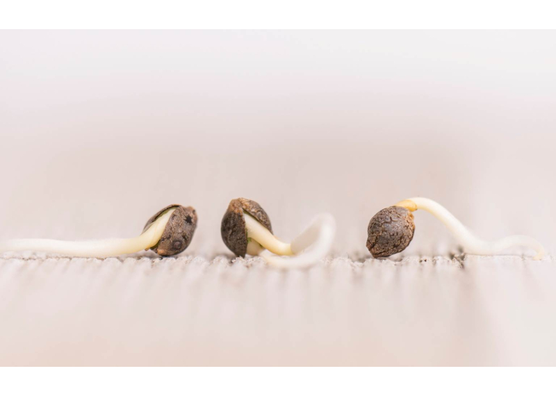 Como germinar semillas de marihuana