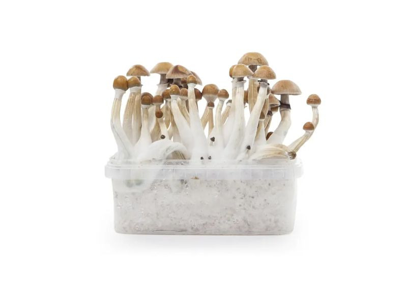 Cómo cultivar pan de setas