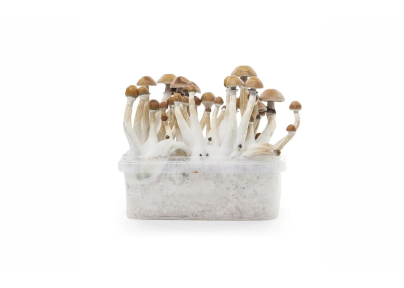 Cómo cultivar pan de setas