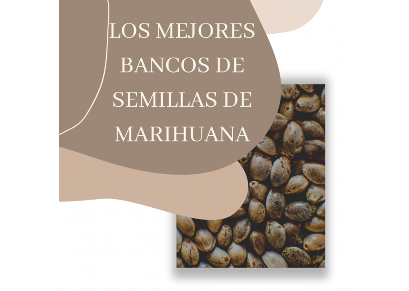 mejores bancos de semillas de marihuana