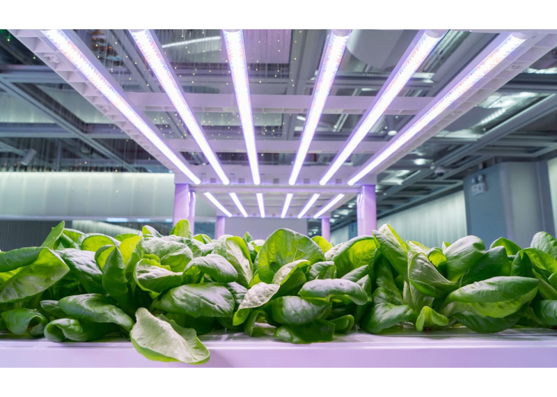 Los 10 mejores LEDs para cultivo