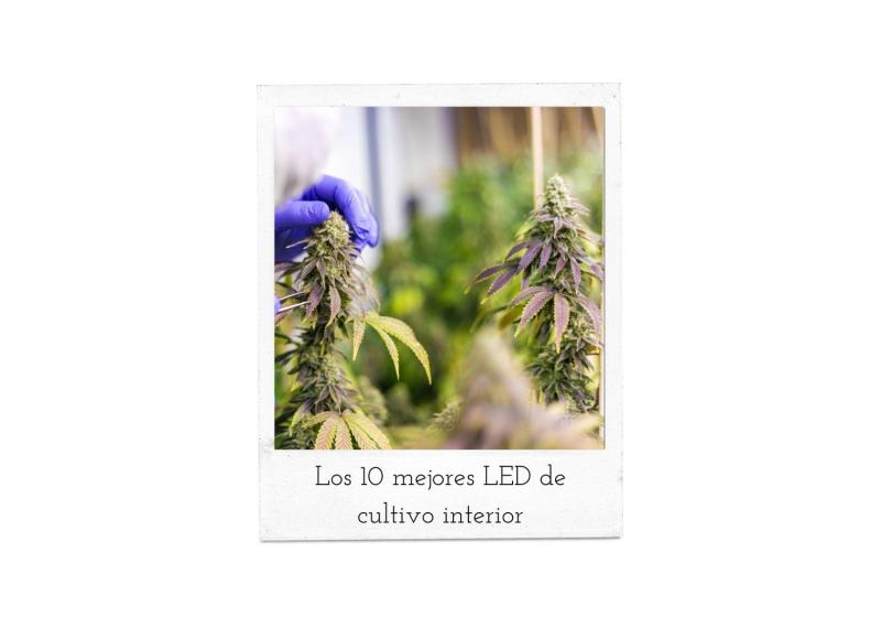 Los 10 mejores LEDs para cultivo