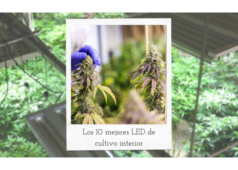 Los 10 mejores LEDs para cultivo