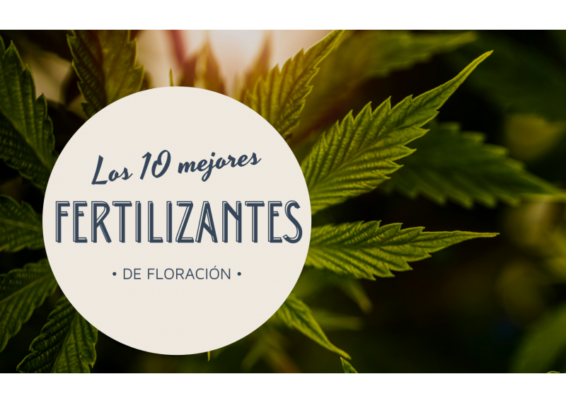 Los 10 mejores fertilizantes de floración