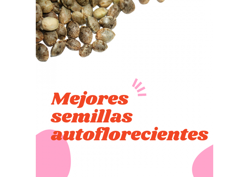 Mejores semillas autoflorecientes