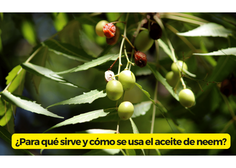 Propiedades aceite neem