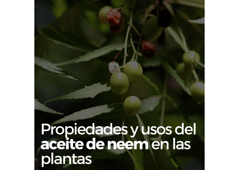 Propiedades y usos del aceite de neem en plantas