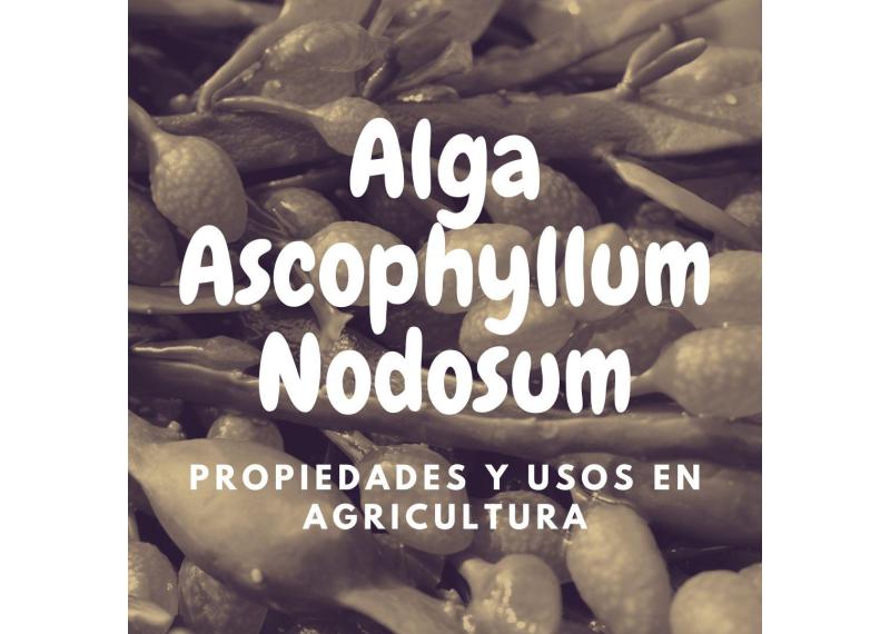 Propiedades y Usos en agricultura del alga Ascophyllum Nodosum