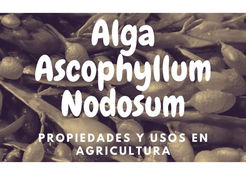 Propiedades y Usos en agricultura del alga Ascophyllum Nodosum
