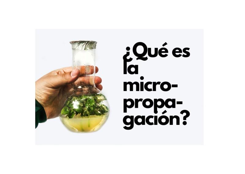 Qué es micro-propagación