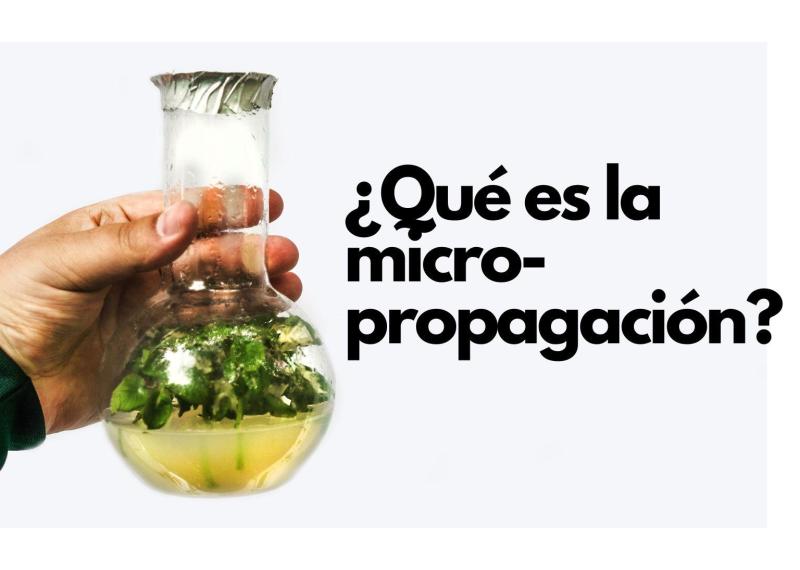 Qué es micro-propagación